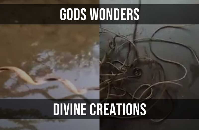 Gods Wonders Divine Creations